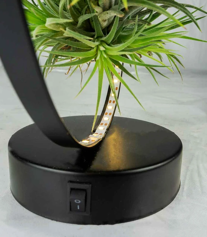 Tillandsia circolare led nero