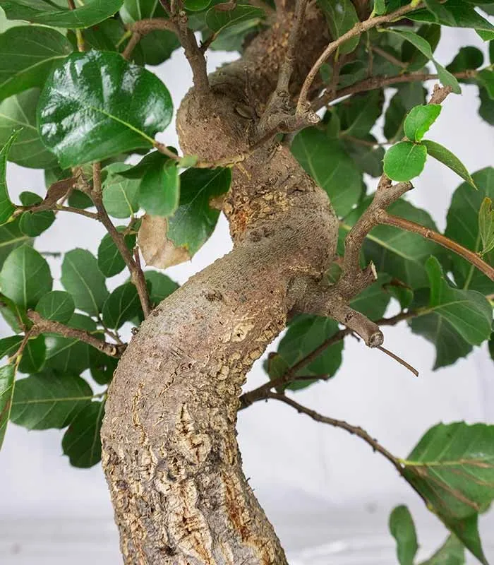 Bonsai Quercia Sughera 14 anni | Esemplare unico 2
