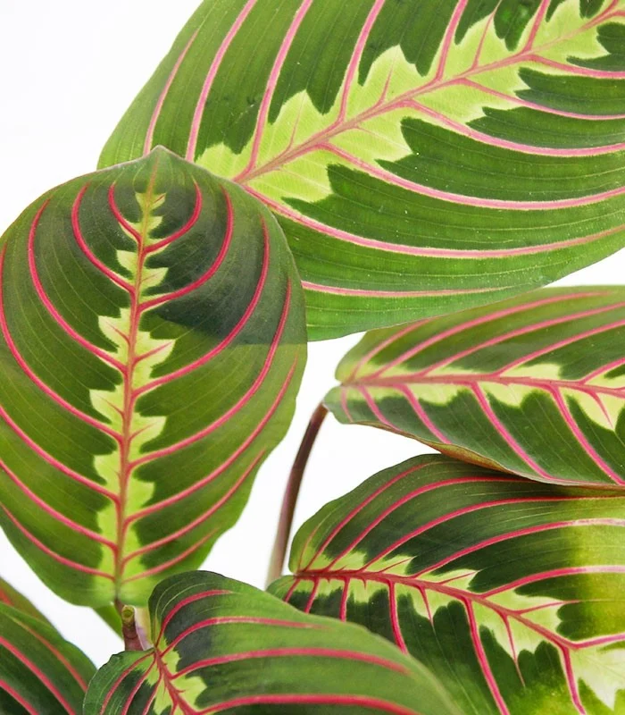 Calathea | Maranta leuconeura "Fascinator"