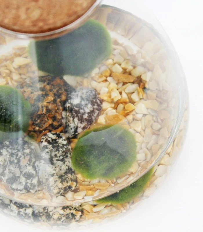 Marimo in vetro