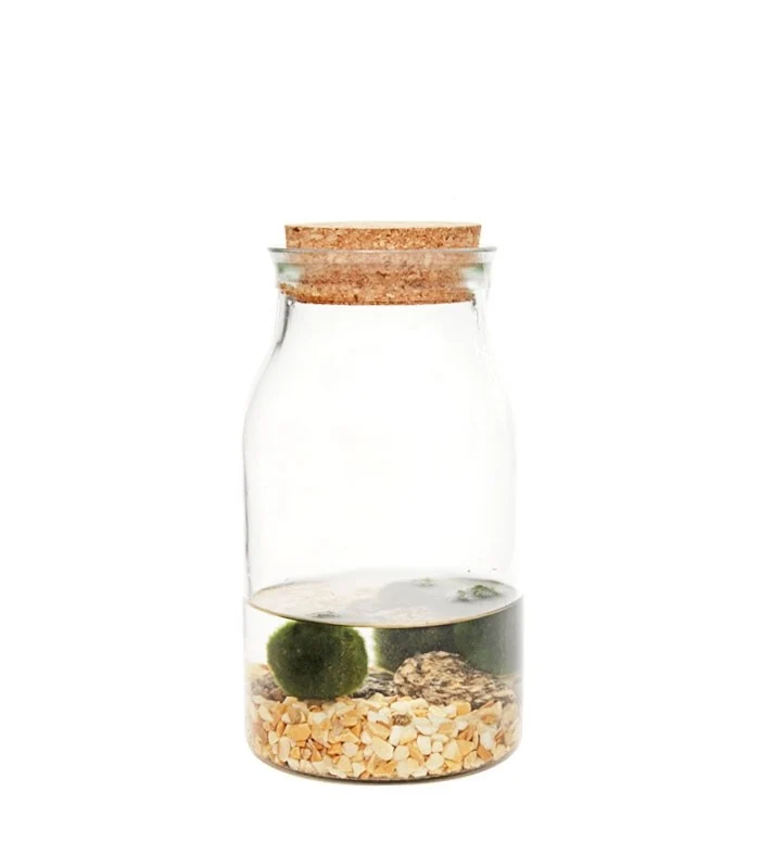 Marimo barattolo in vetro