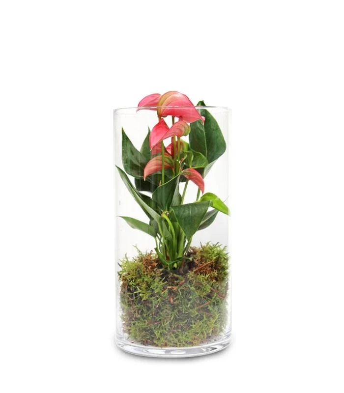 Anthurium rosso in terrarium