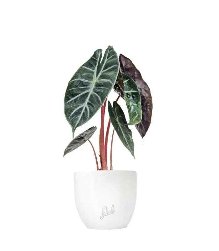 Alocasia Pink Dragon