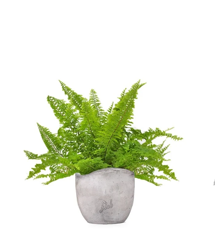 Felce Nephrolepis Exaltata