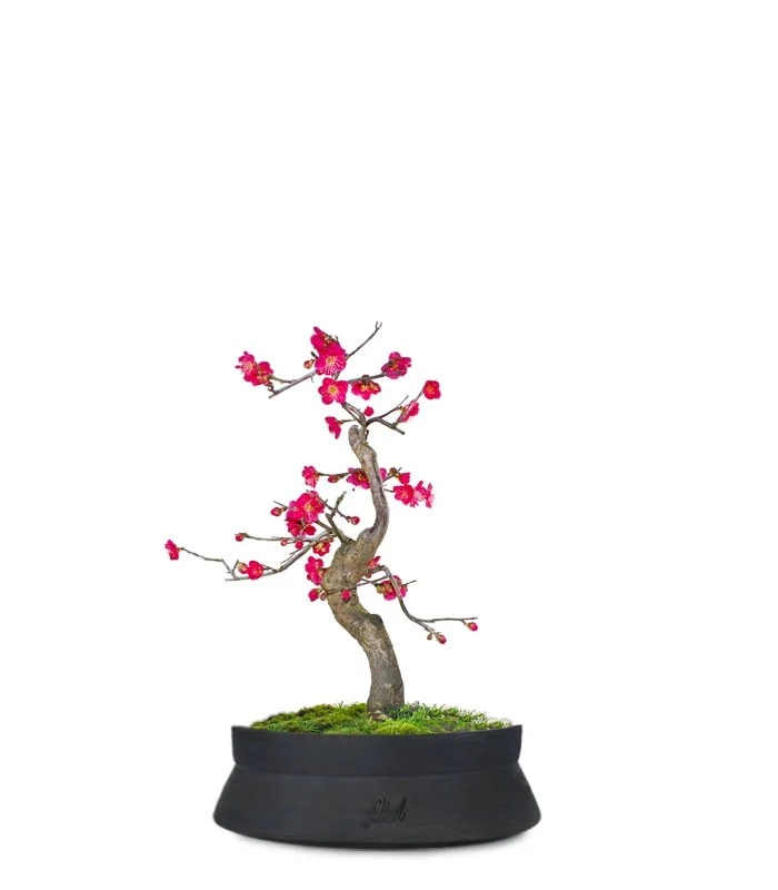 Prunus bonsai Giapponese fiore rosa S