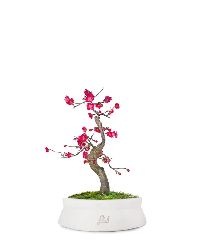 Prunus bonsai Giapponese fiore rosa S