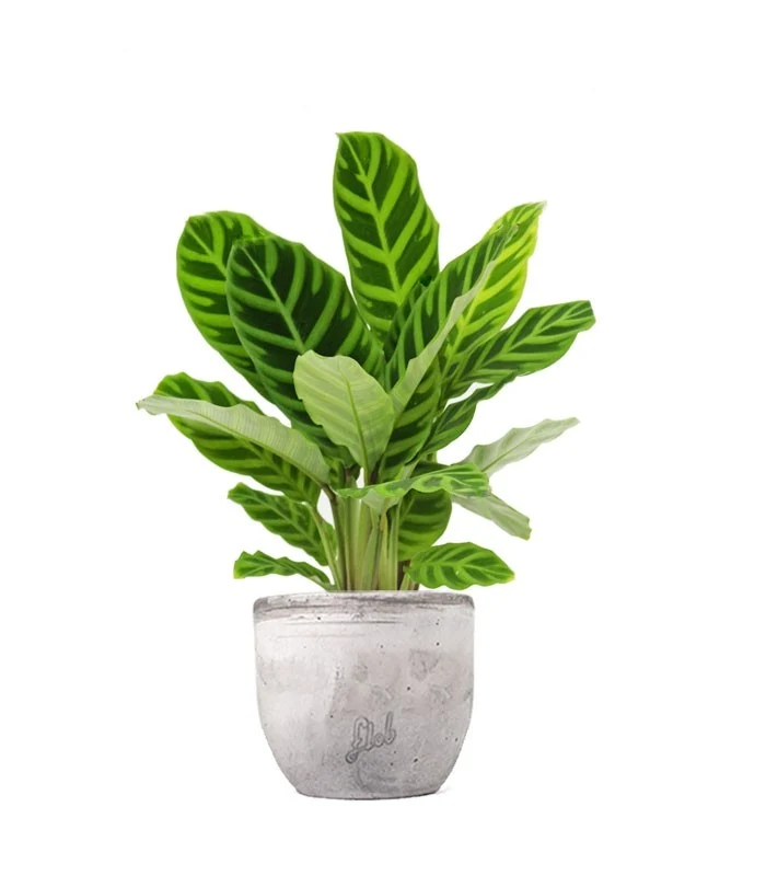 Calathea Zebrina