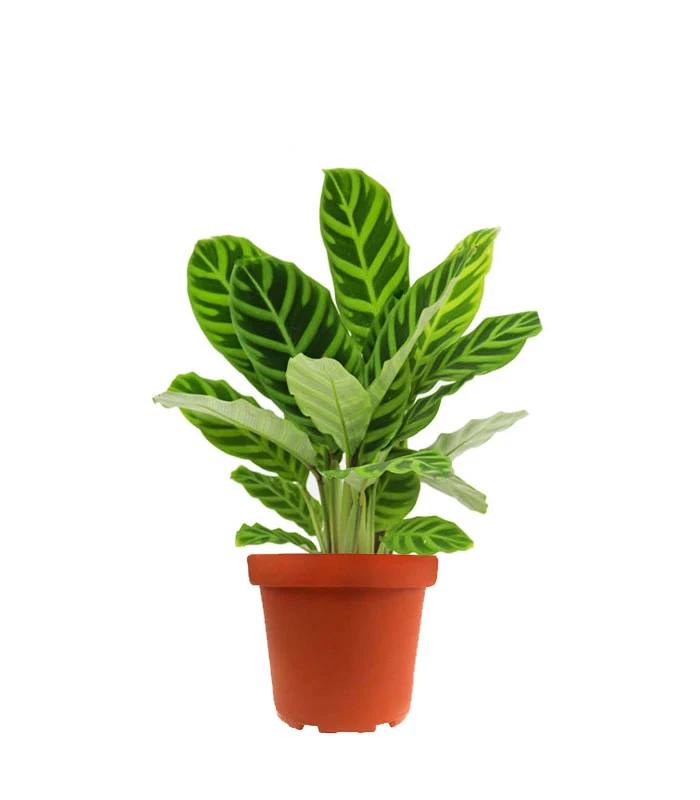 Calathea Zebrina