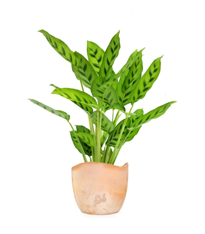 Calathea leopardina