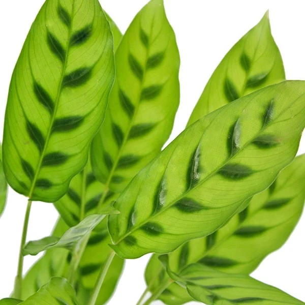 Calathea leopardina