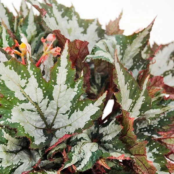 Begonia Sumatra Green