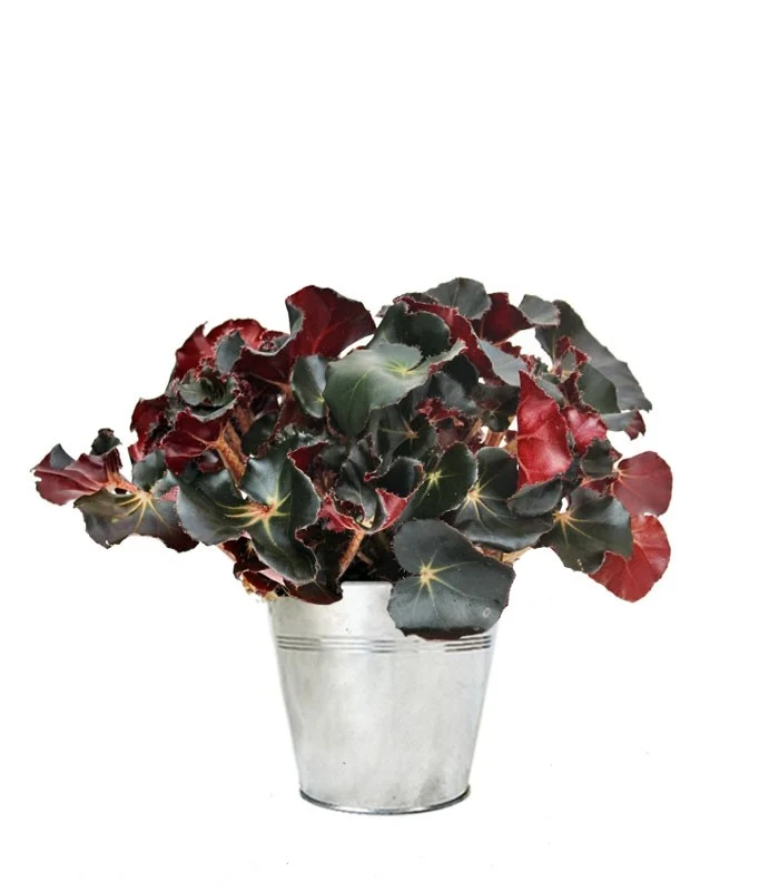 Begonia Jungle Black