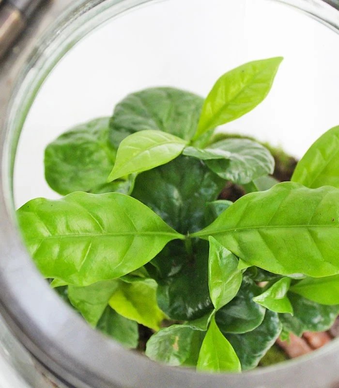 Lanterna terrarium con led