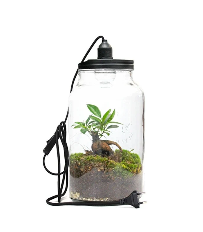 Lampada con ficus ginseng