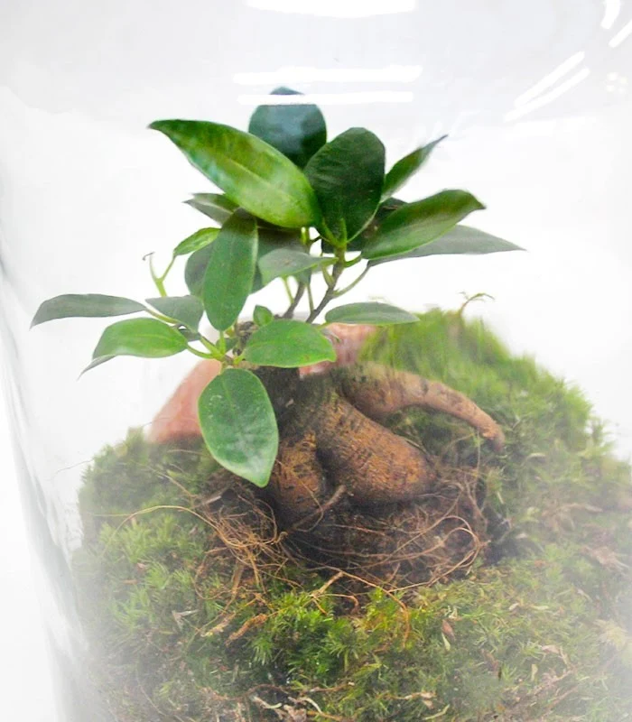 Lampada con ficus ginseng