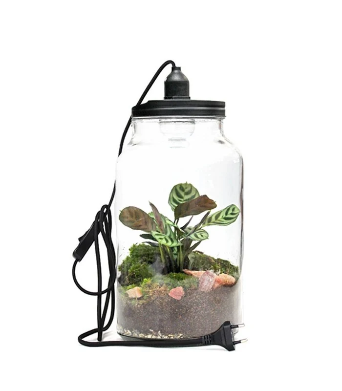 Lampada con calathea