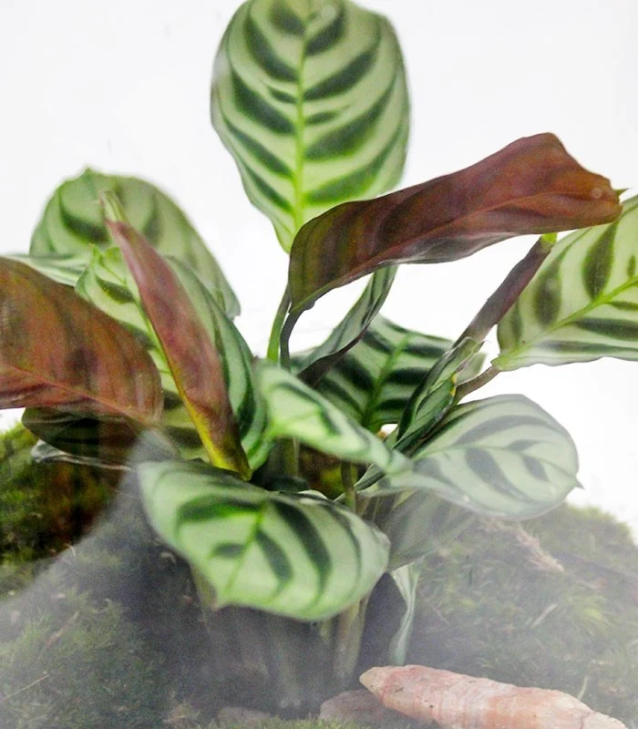 Lampada con calathea