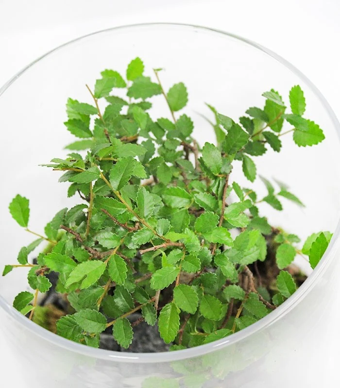 Olmo Bonsai in terrario
