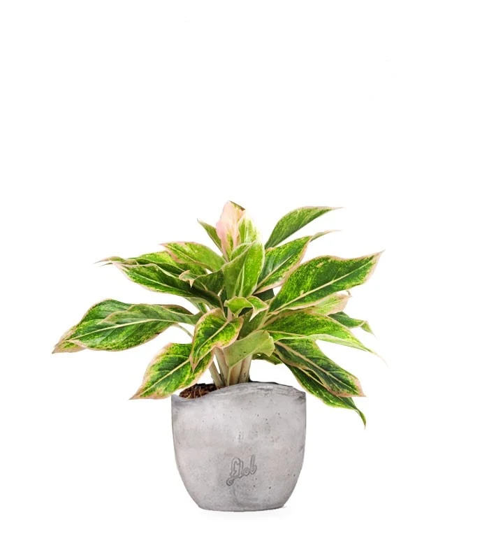 Aglaonema "Sparkling Sarah"