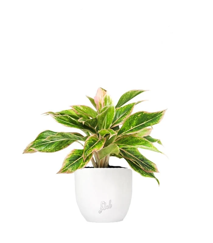 Aglaonema "Sparkling Sarah"