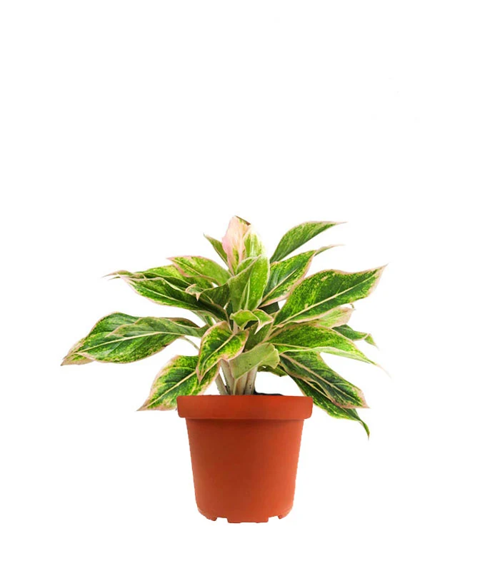 Aglaonema "Sparkling Sarah"
