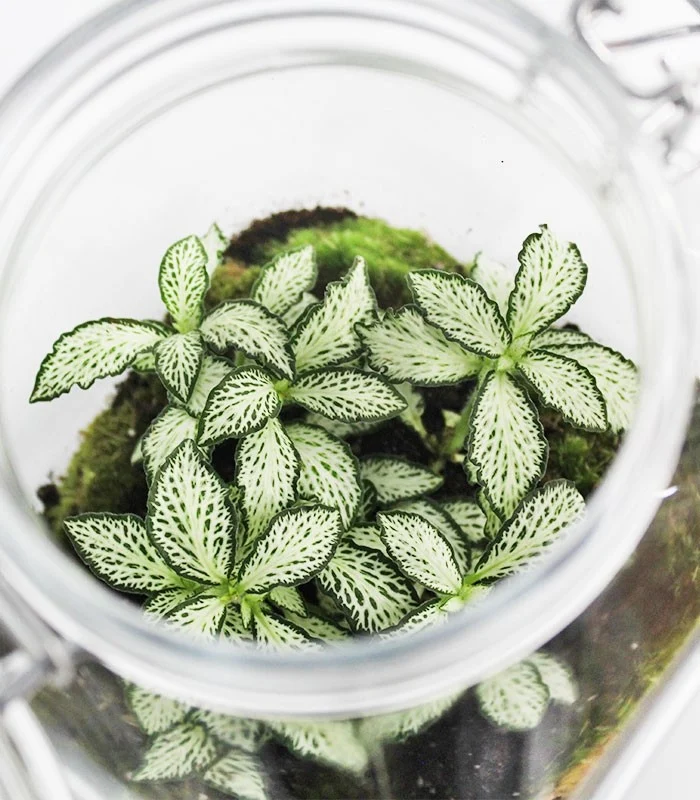 Fittonia in terrario