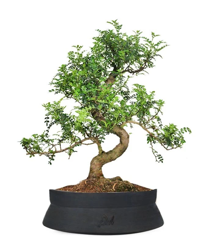 Pepe Bonsai XXXL