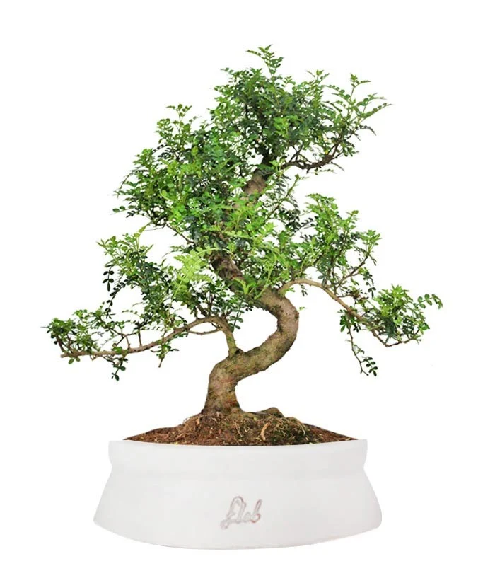 Pepe Bonsai XXXL