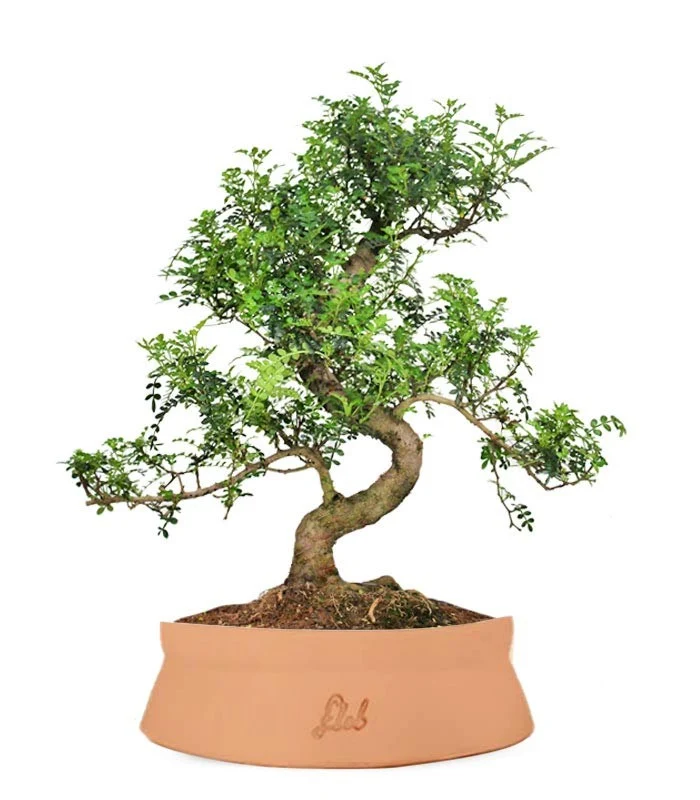 Pepe Bonsai XXXL