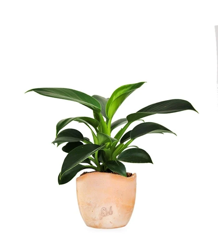 Filodendro Green Princess