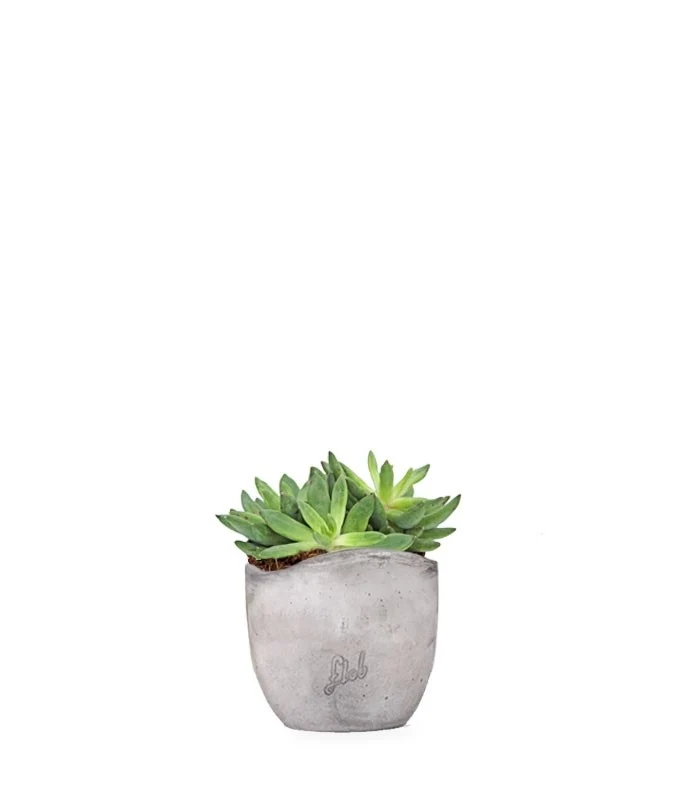 Pachyveria Glauca