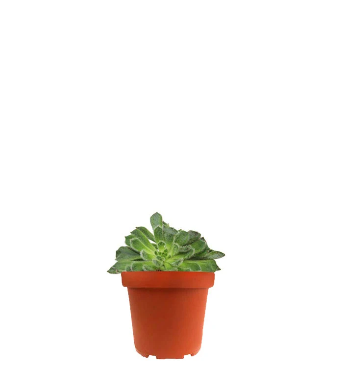 Echeveria Setosa "Deminuta"