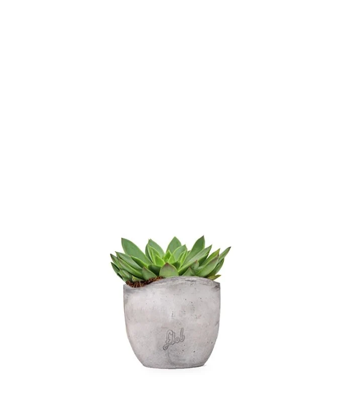 Echeveria Agavoides