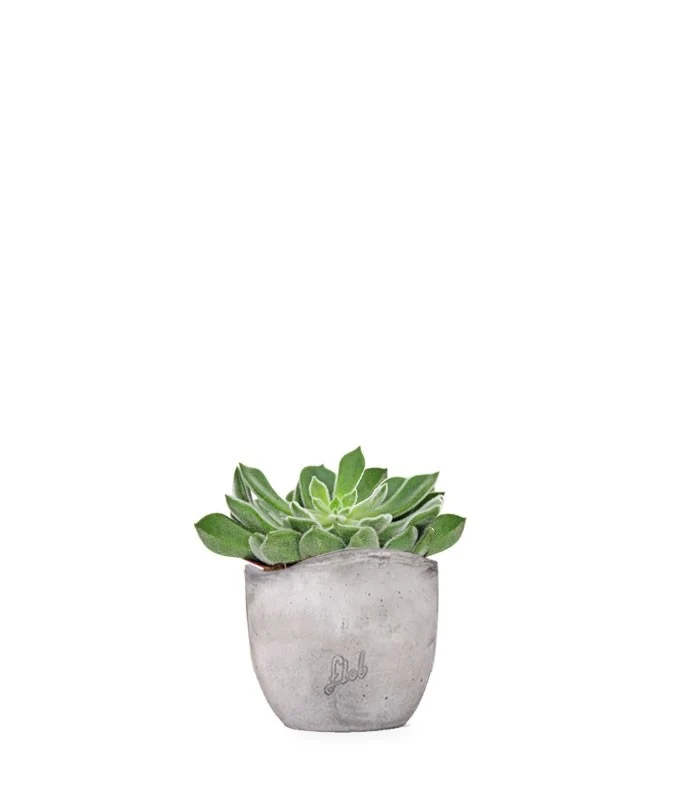 Echeveria Setosa