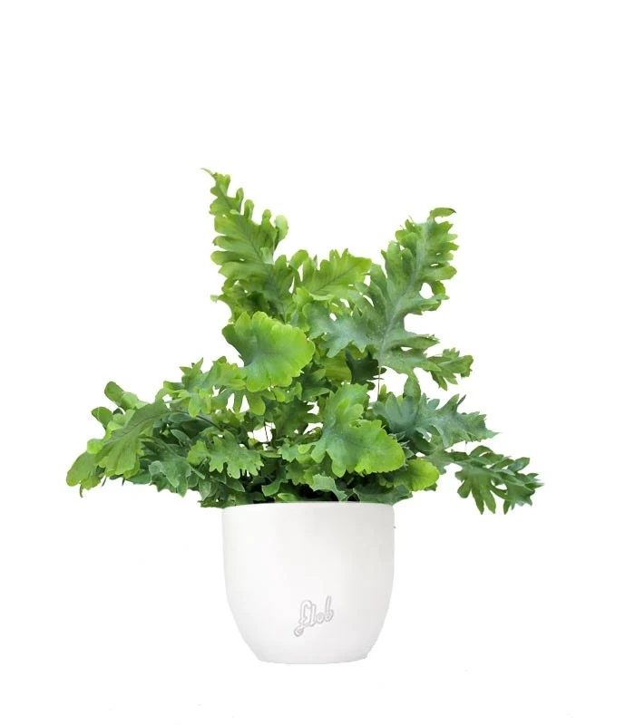 Phlebodium Aureum "Davana" | Felce