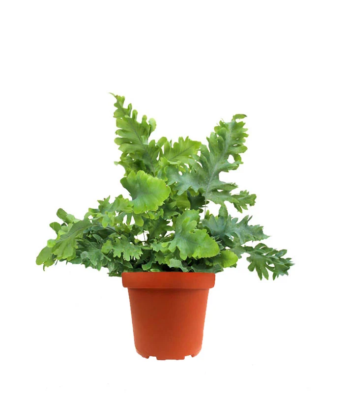 Phlebodium Aureum "Davana" | Felce