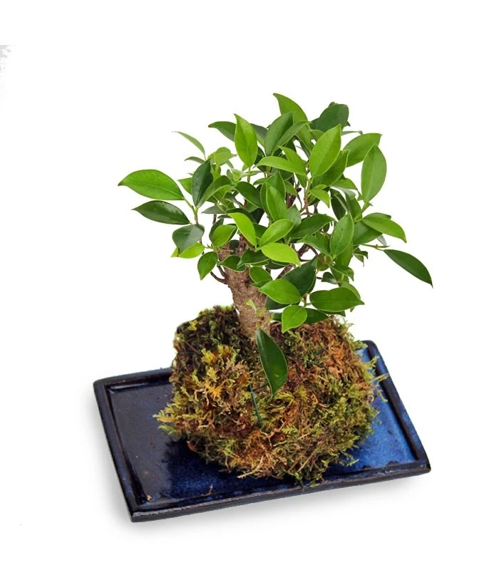 Ficus retusa in kokedama