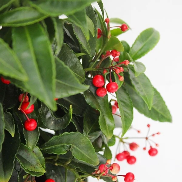 Ardisia