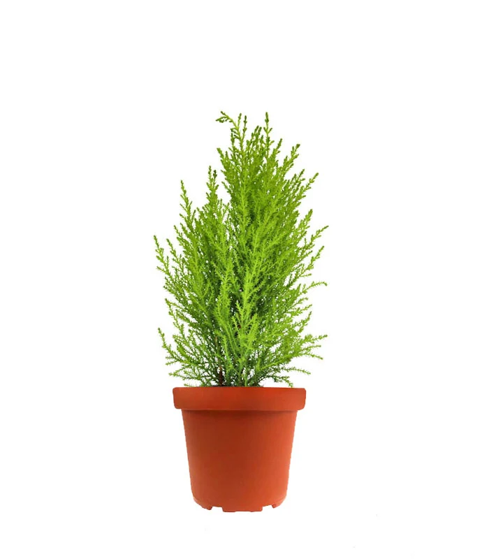 Cipresso Golden Crest in vaso
