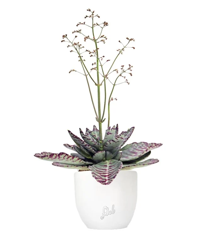 Kalanchoe Humilis "Desert Surprise"