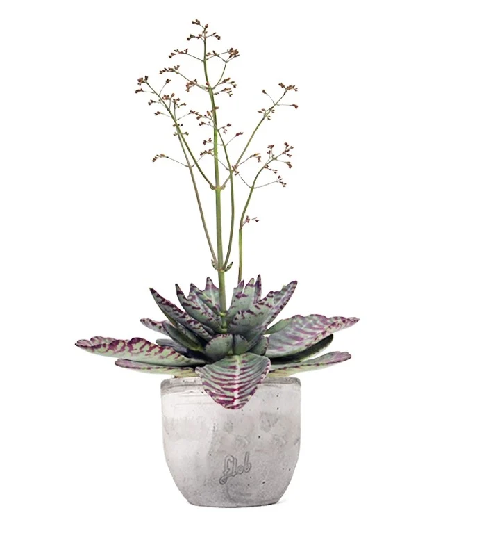 Kalanchoe Humilis "Desert Surprise"