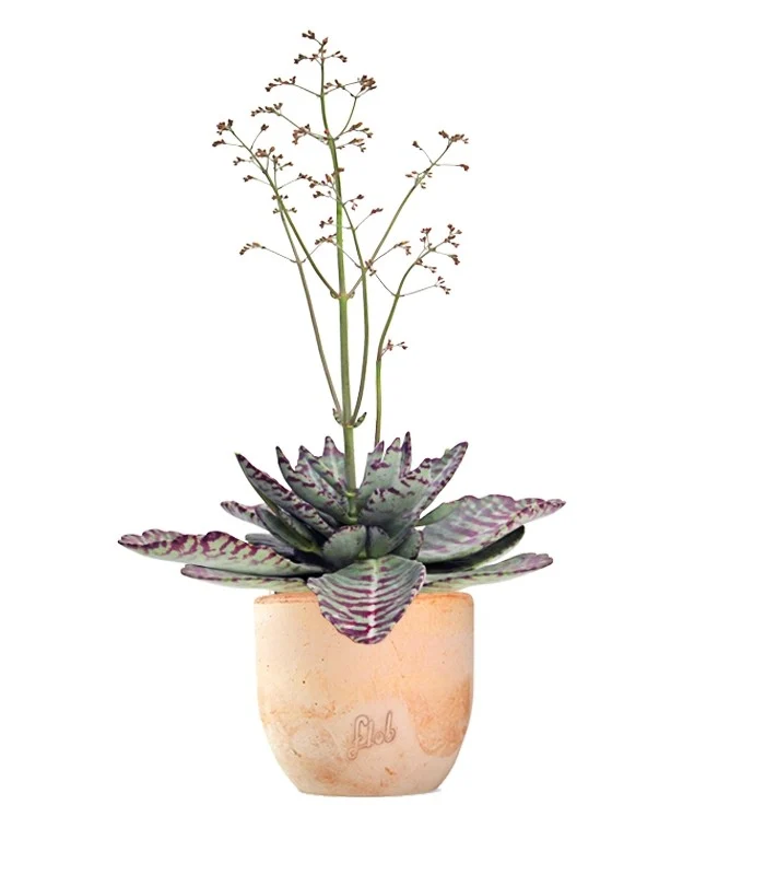 Kalanchoe Humilis "Desert Surprise"