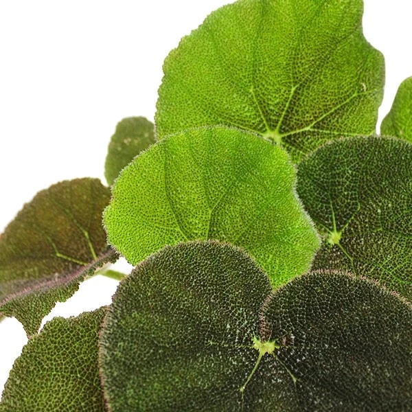 Begonia Masoniana