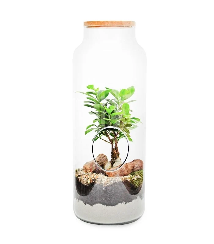Ficus Ginseng in vetro