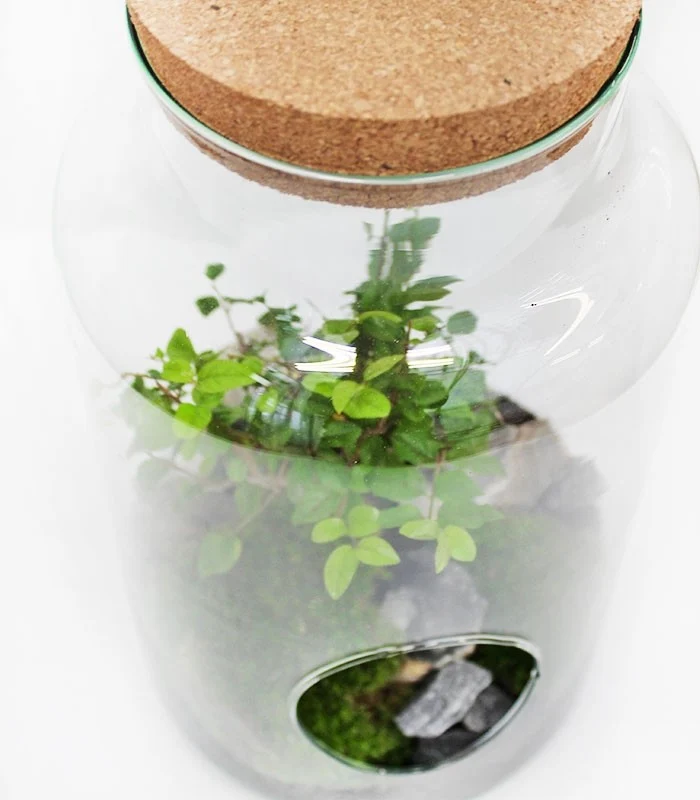 Bonsai Olmo in terrario