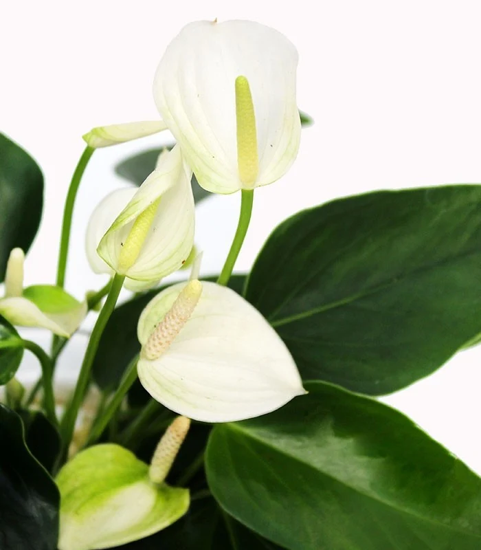 Anthurium Bianco idroponica