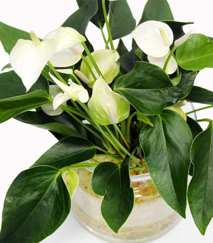 Anthurium Bianco idroponica