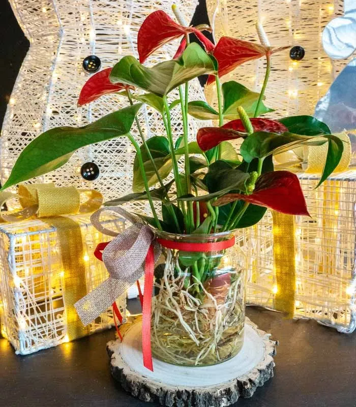 Anthurium Rosso Idroponica