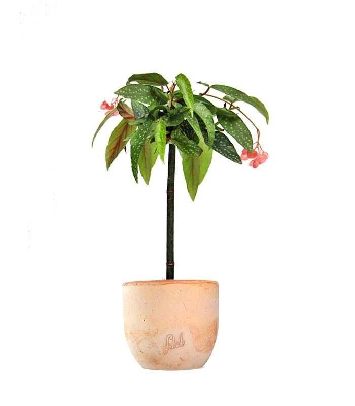 Begonia Tamaya