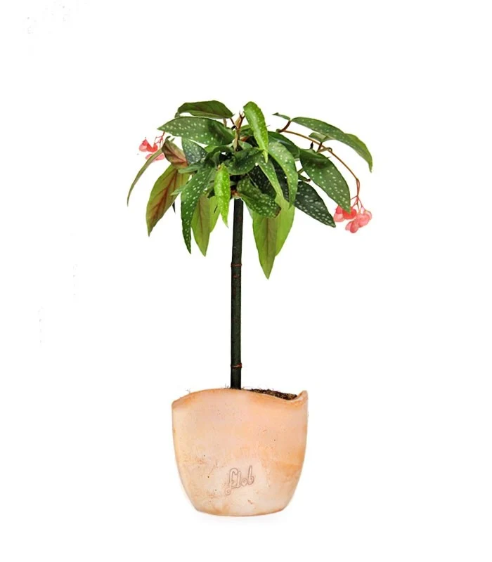 Begonia Tamaya